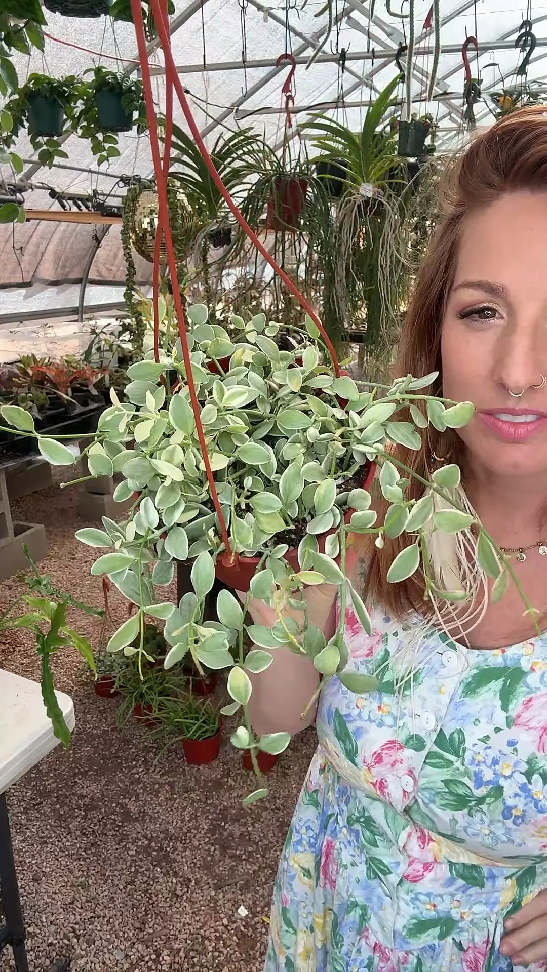 plant/6” Variegated Cascading Dischidia (lover’s choice)-0