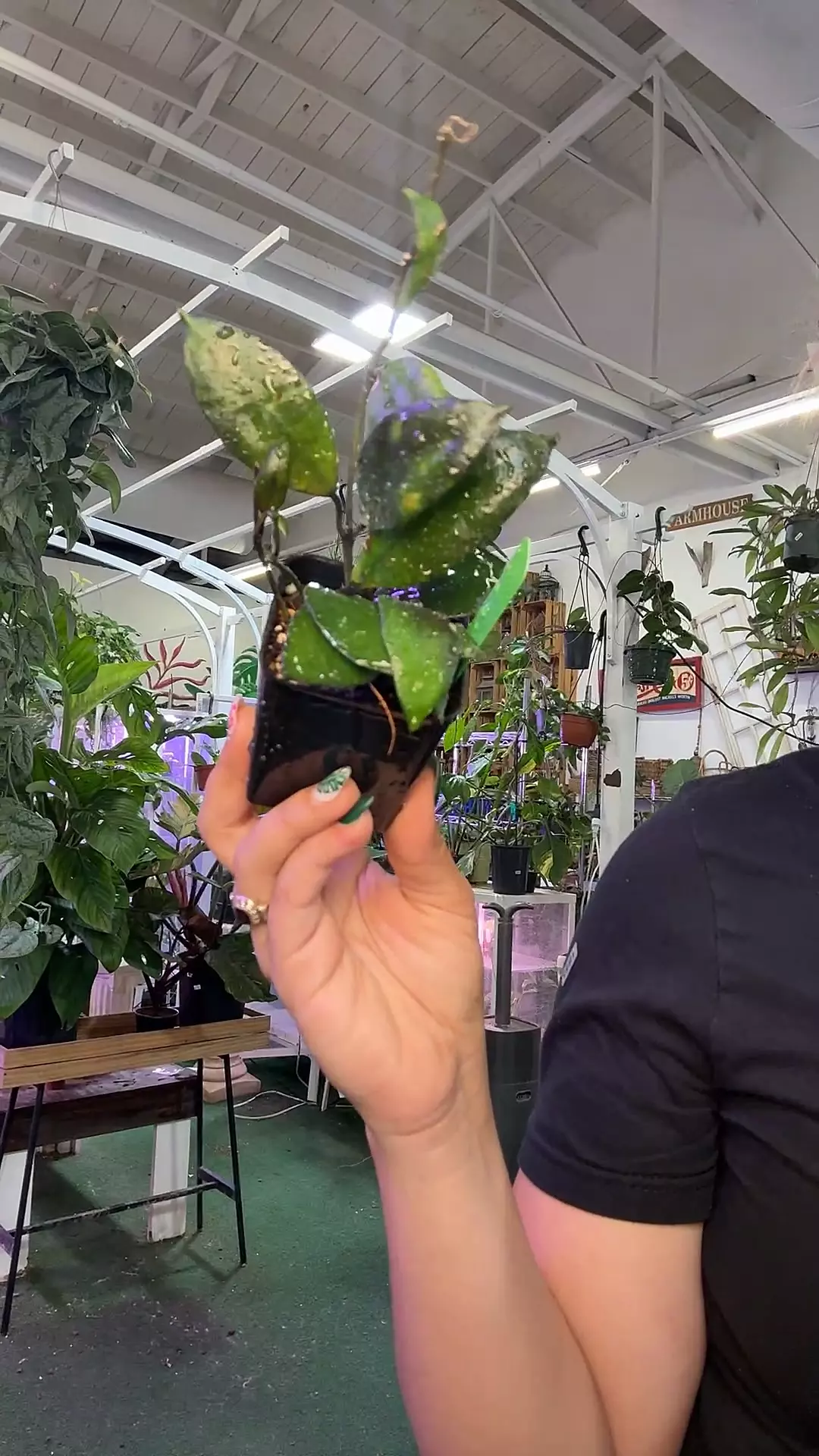 plant/1736 Hoya lacunosa  black-0