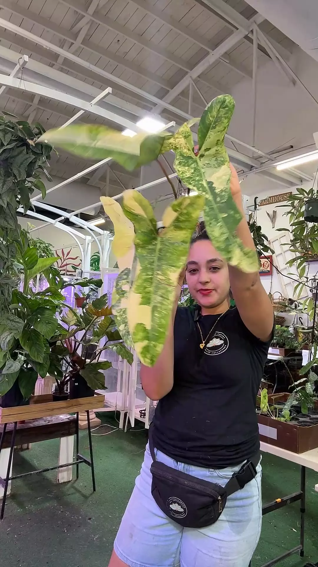 plant/1827 philodendron Florida Beaty x billitae-0
