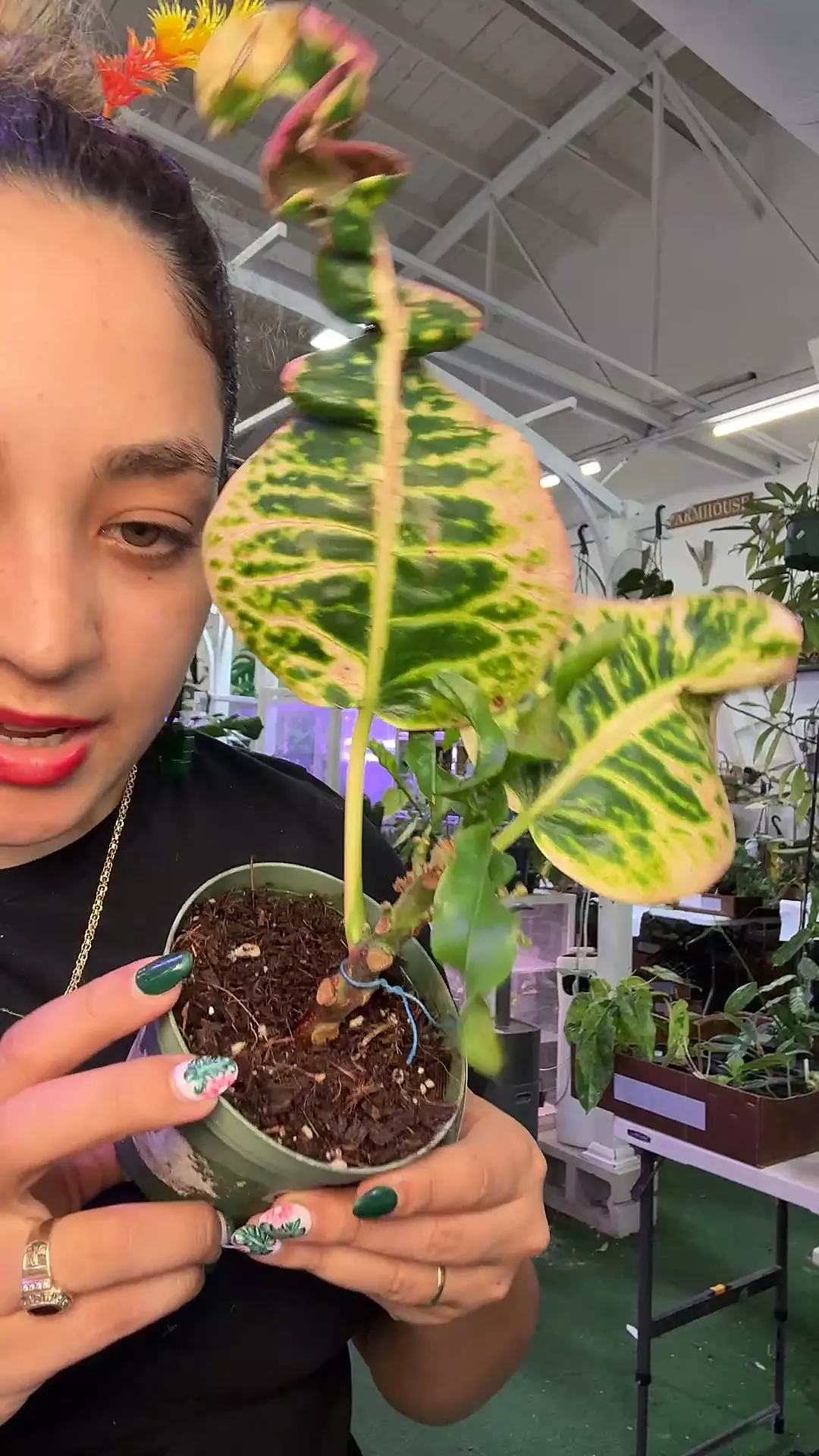plant/croton yellow 0507-0