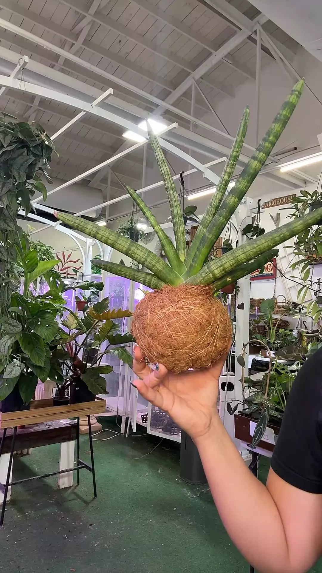 plant/Sanseveria kokedama-0