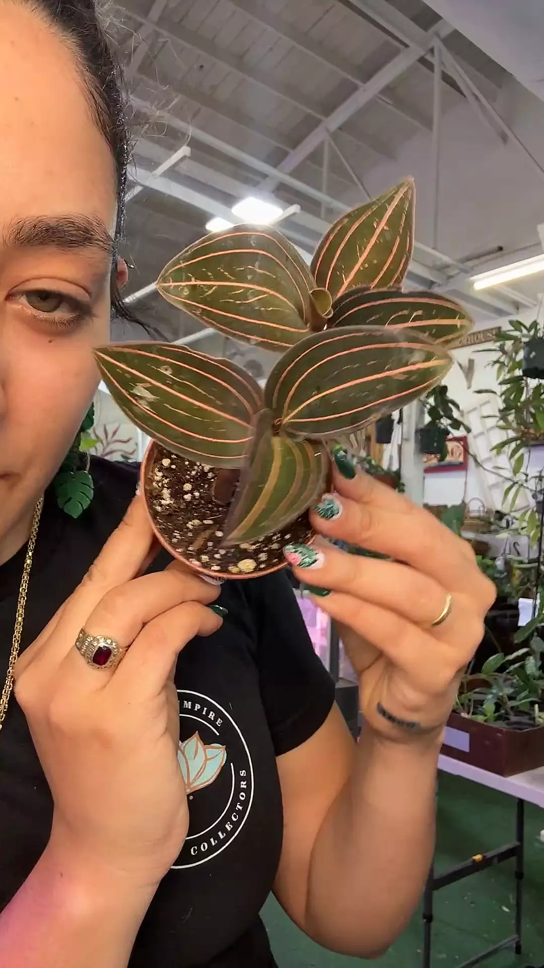 plant/1588 jewel orchid-0