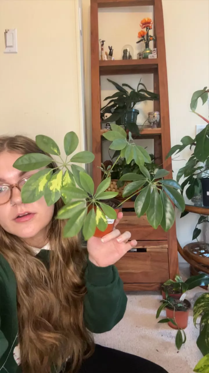plant/Variegated Schefflera-0