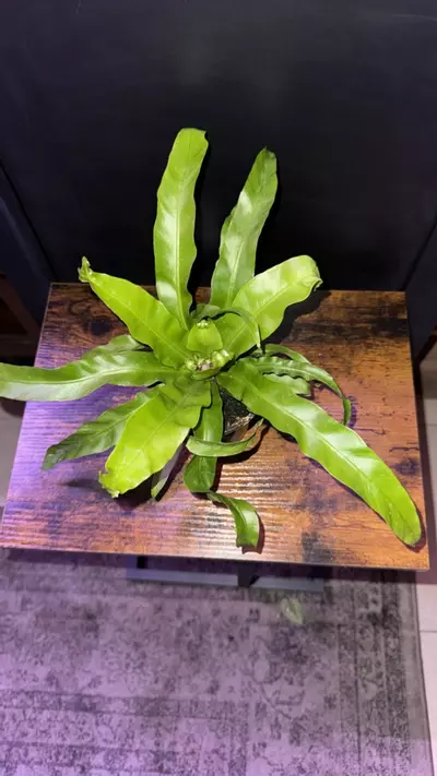 plant/Bird Nest Fern 0386-0-thumbnail