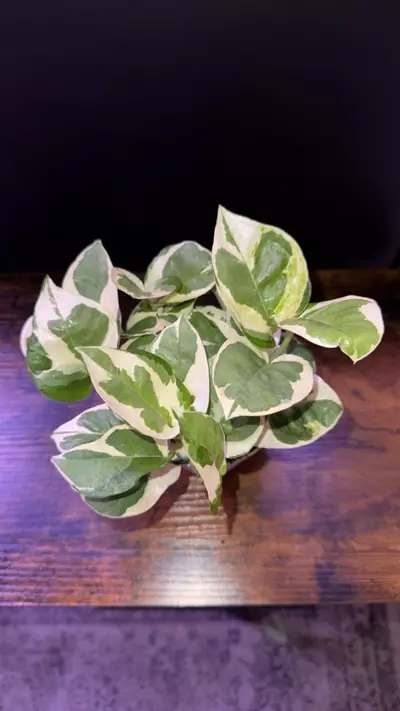 plant/Pothos N’joy 0375-0-thumbnail