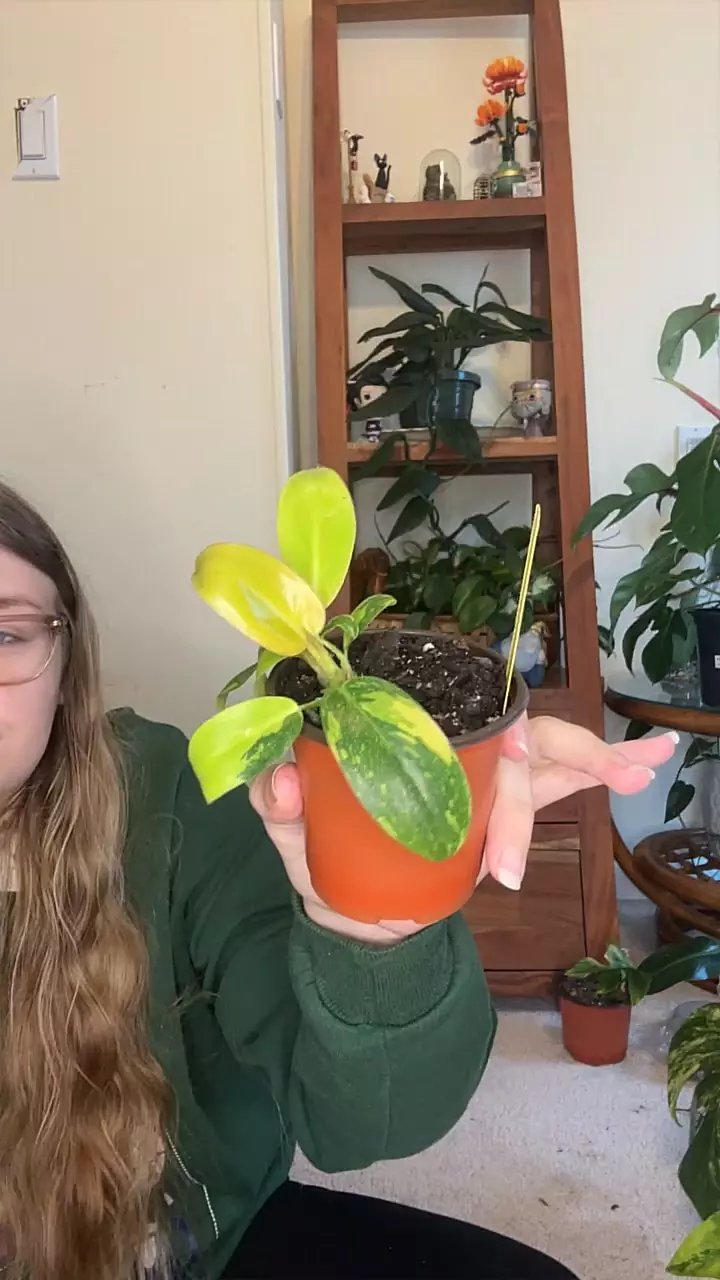 plant/Philodendron Green Congo Nuclear-0