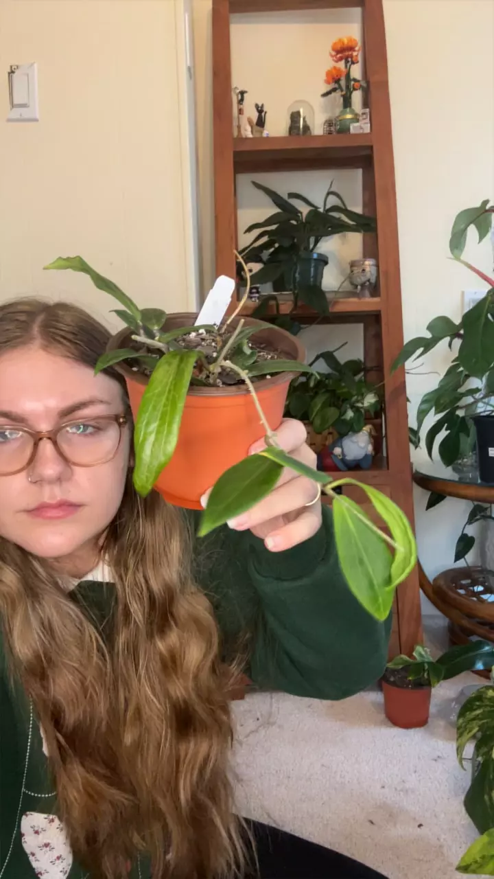 plant/Hoya Benvergarai-0