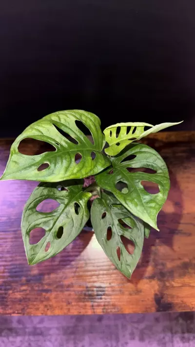 plant/Monstera adansonii 0397-0-thumbnail