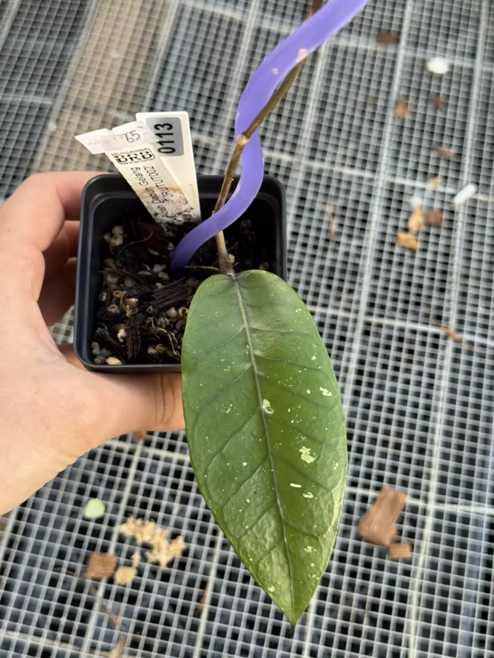 plant/0113 sp. Aceh Dabun Gelang ‘RUTUT002’-0
