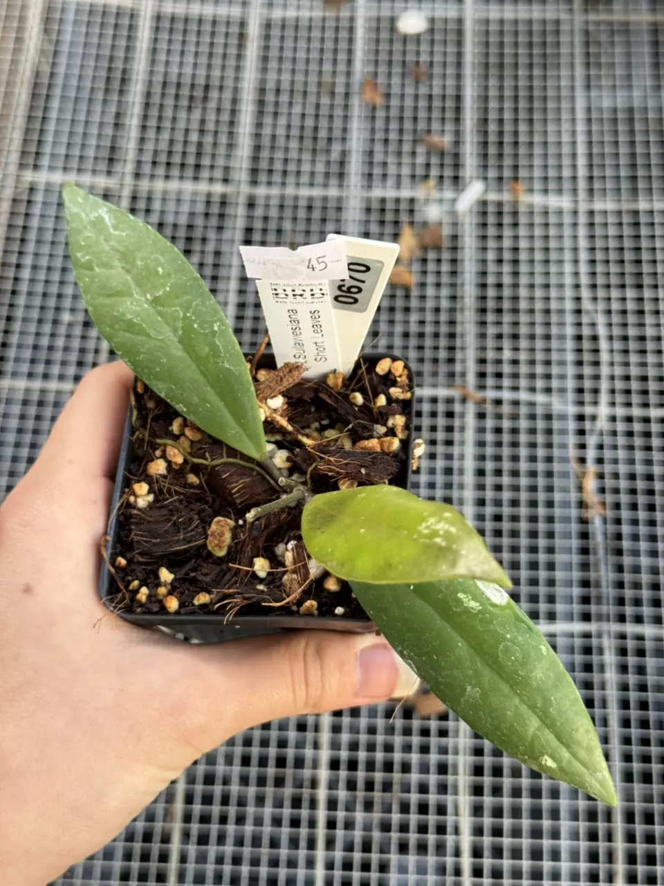 plant/0670 aff Sulawesiana mini leaves-0