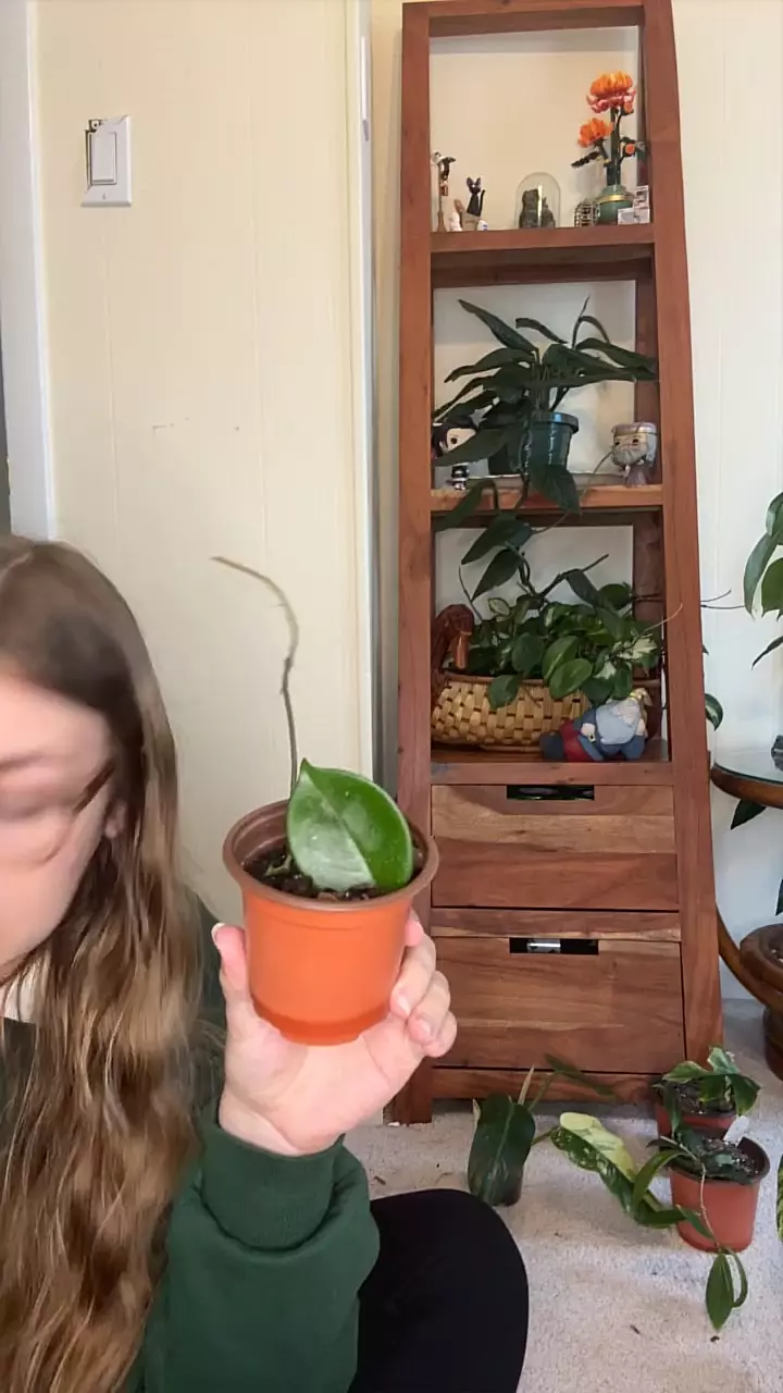 plant/Hoya Crimson Princess-0
