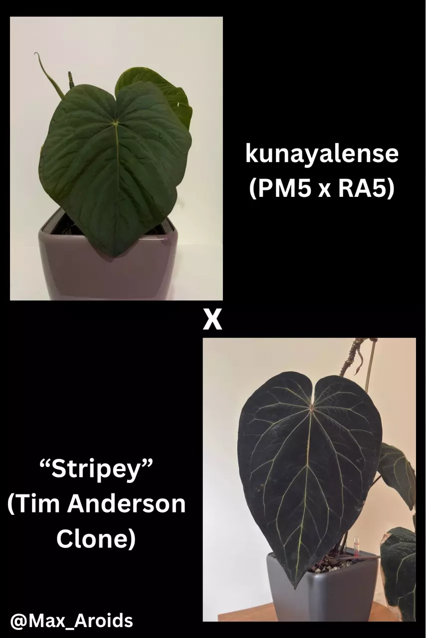 plant/Set of 2! Anthurium kunayalense (PM5 x RA5) x “Stripey”-0