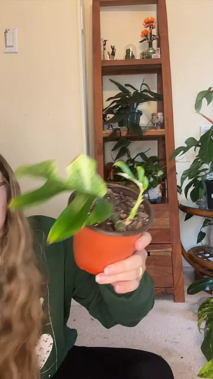 plant/Monstera Tetrasperma Mint White Monster-0