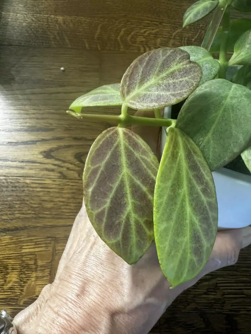 plant/0204 - Obscura Silver-1