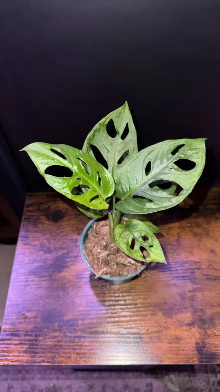 plant/Monstera adansonii 0398-0