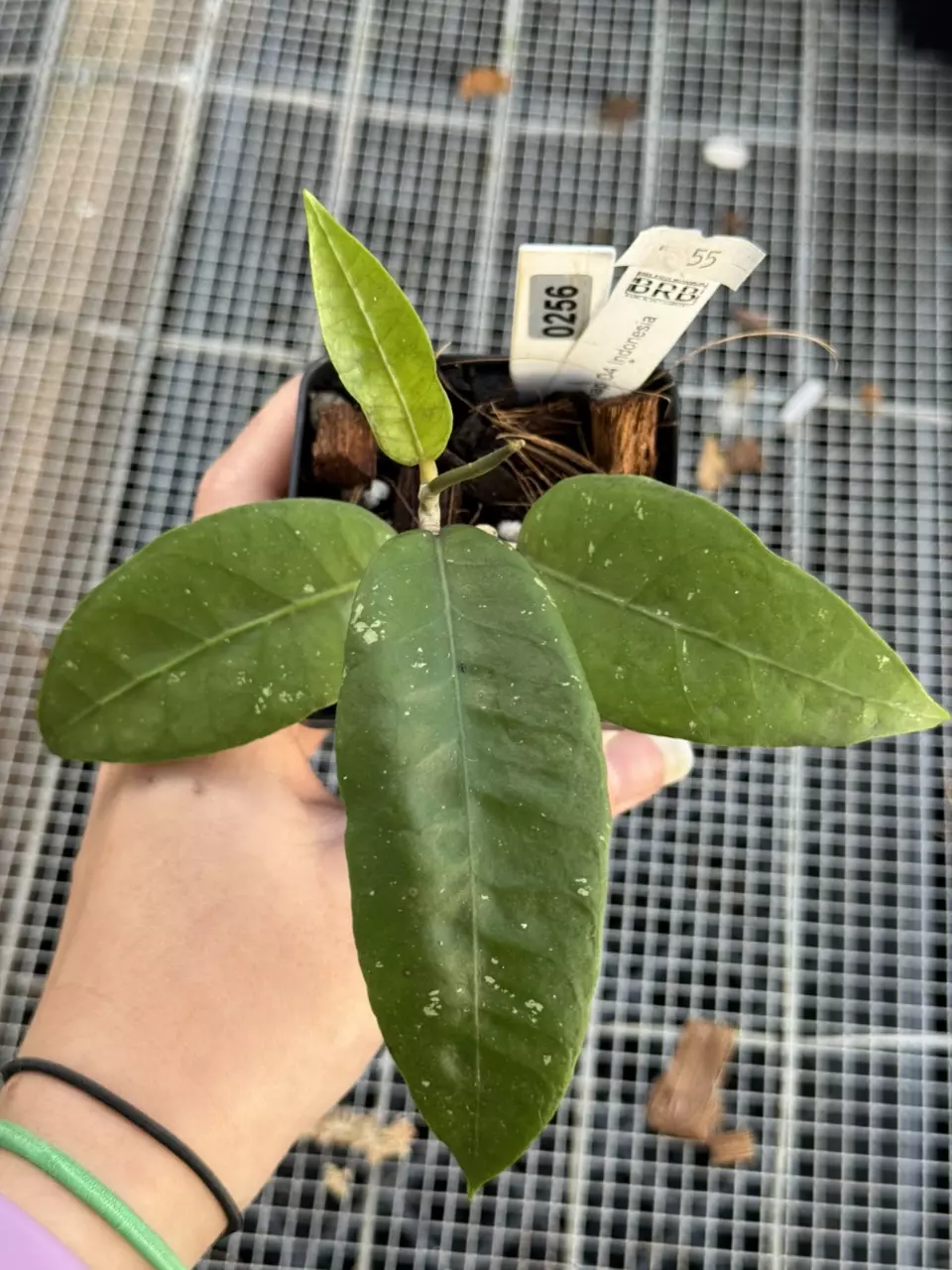 plant/0246 NAP 04 aff Clemensiorum-0