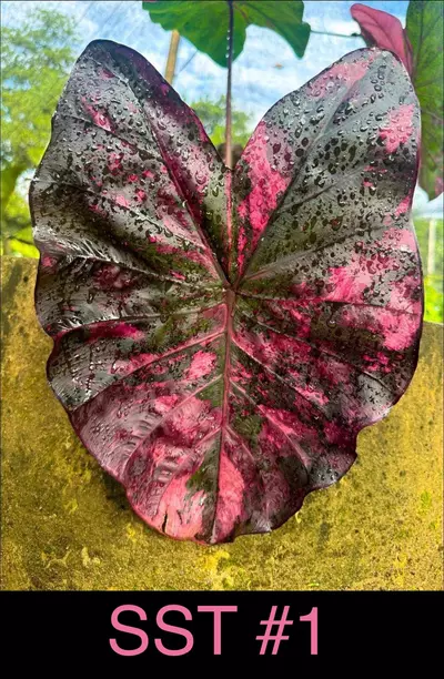 plant/SST- 1 fresh import Colo-0-thumbnail