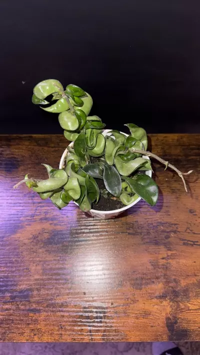 plant/Hoya Hindu Rope 0383-0-thumbnail