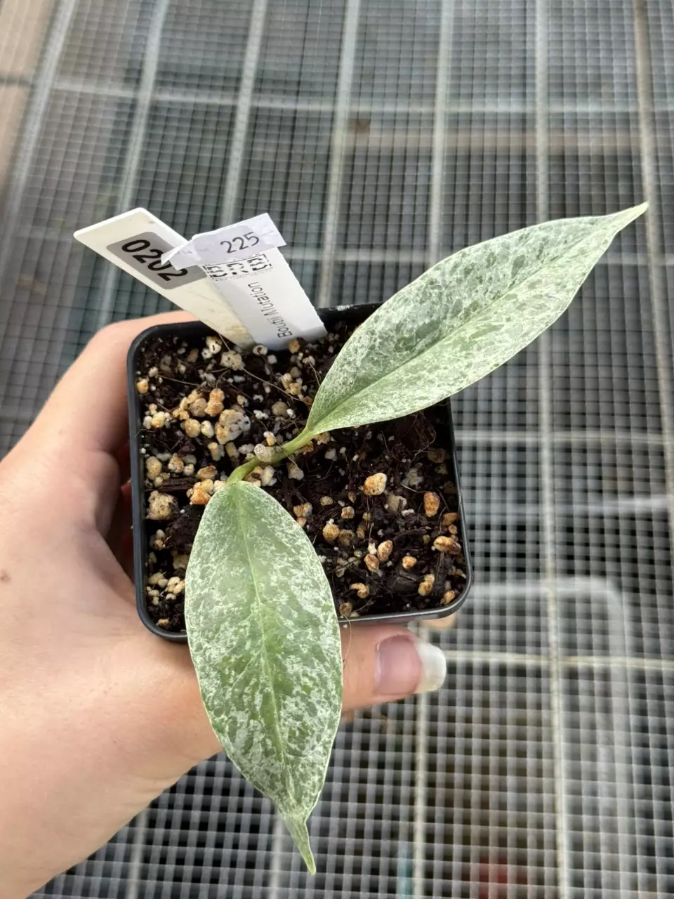 plant/0202 Boutii Mutation-0