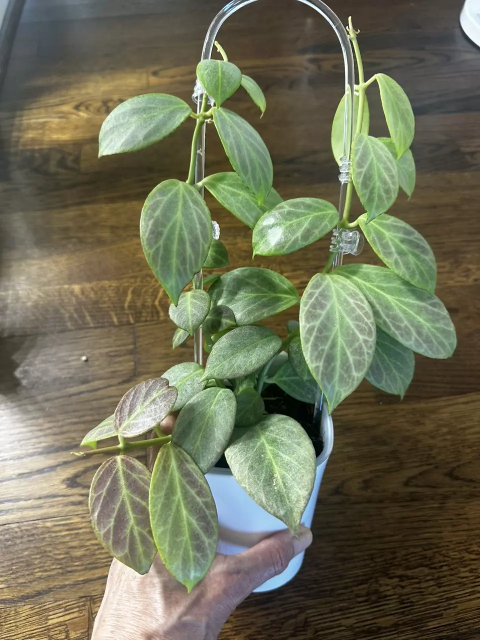 plant/0204 - Obscura Silver-0