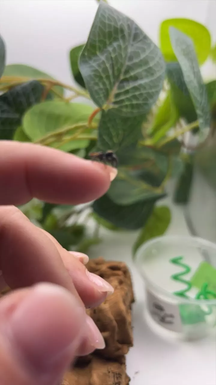 plant/Arden’s skittle-0