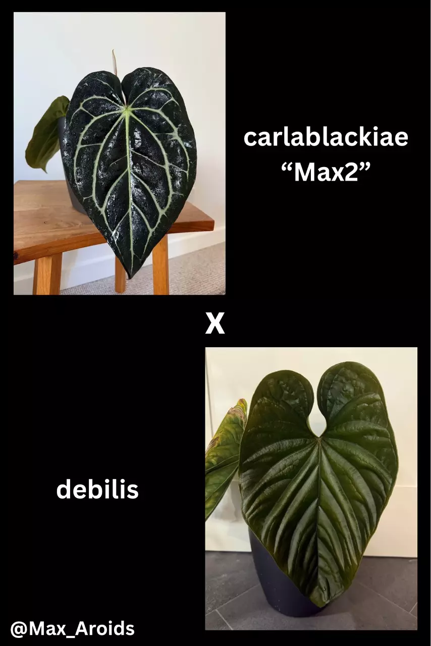 plant/Set of 2! Anthurium carlablackiae “Max2” x debilis-0
