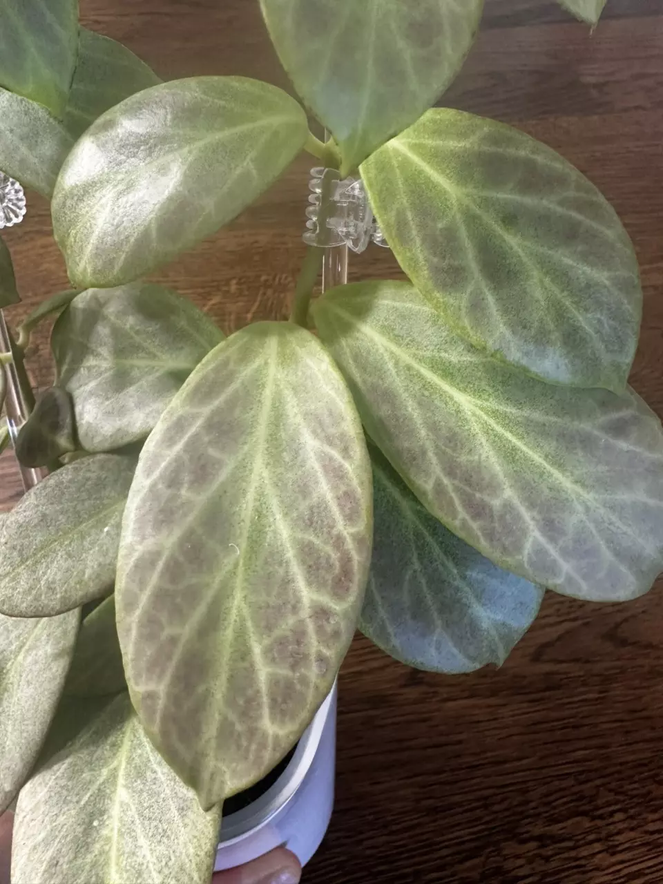 plant/0204 - Obscura Silver-2