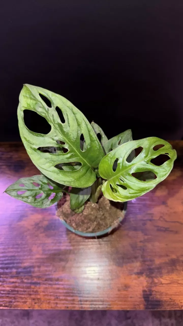 plant/Monstera adansonii 0395-0