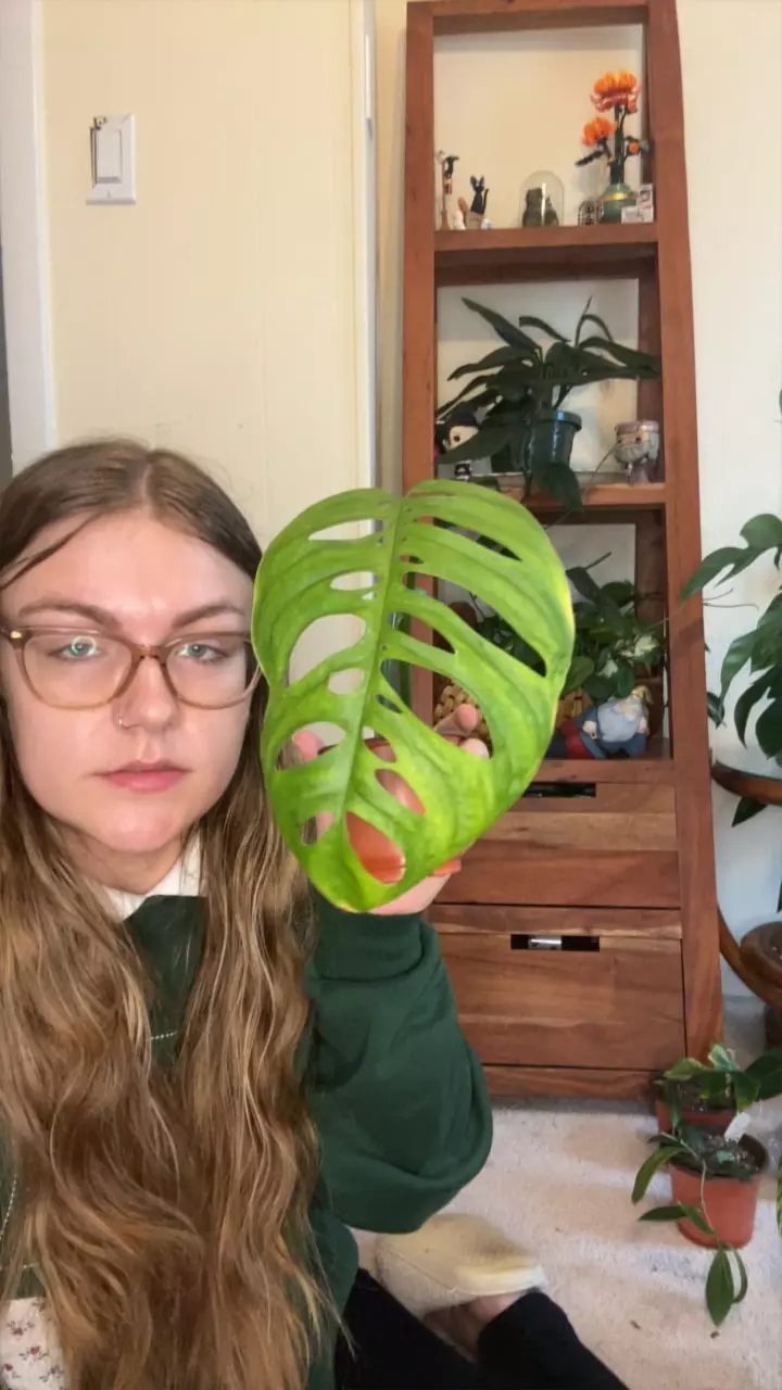 plant/Monstera Esqueleto Mid Cut-0