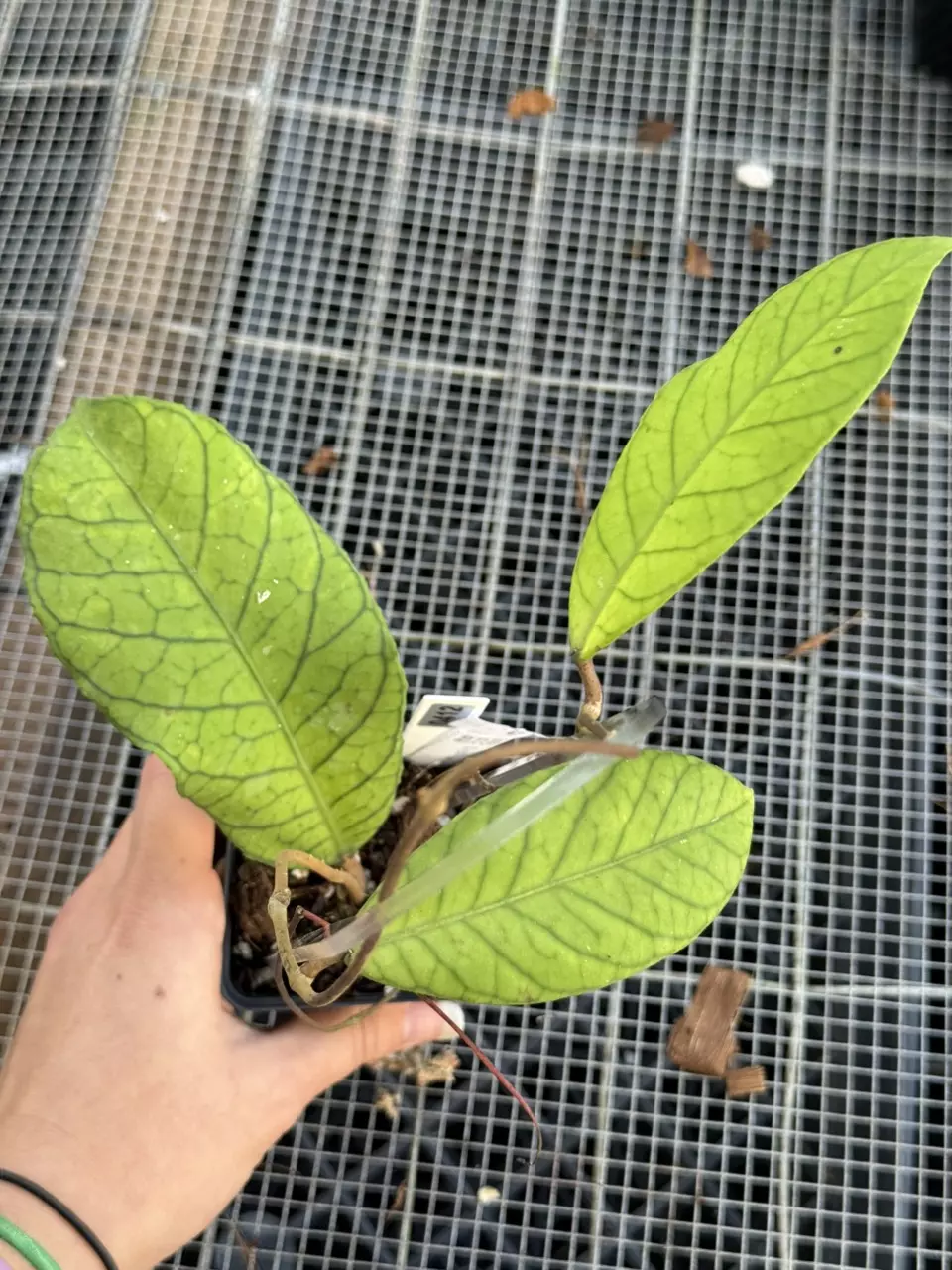 plant/0412 Sabah RP013-0