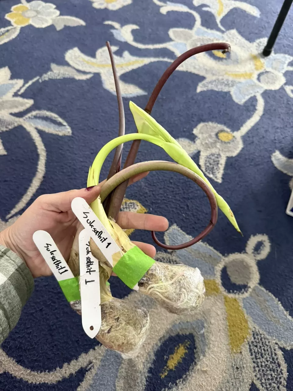 plant/SST- 1 fresh import Colo-1