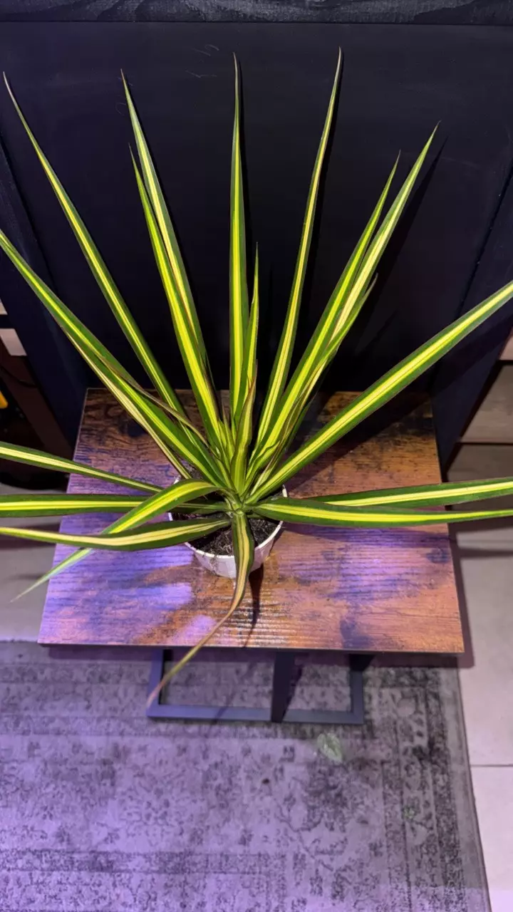 plant/Dracaena Sun Ray 0364-0