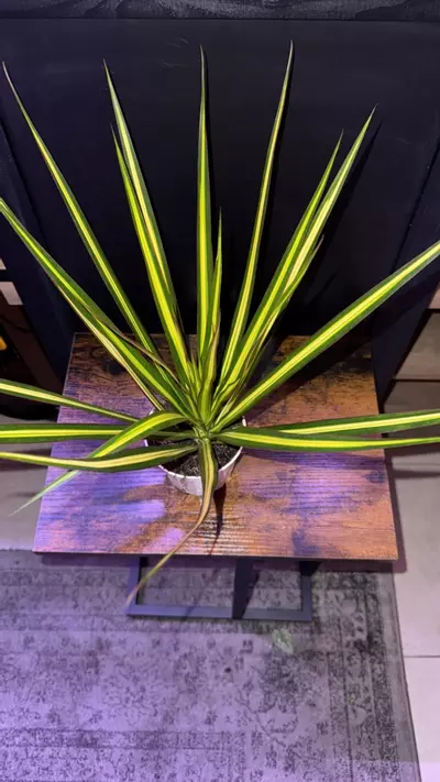 plant/Dracaena Sun Ray 0364-0-thumbnail