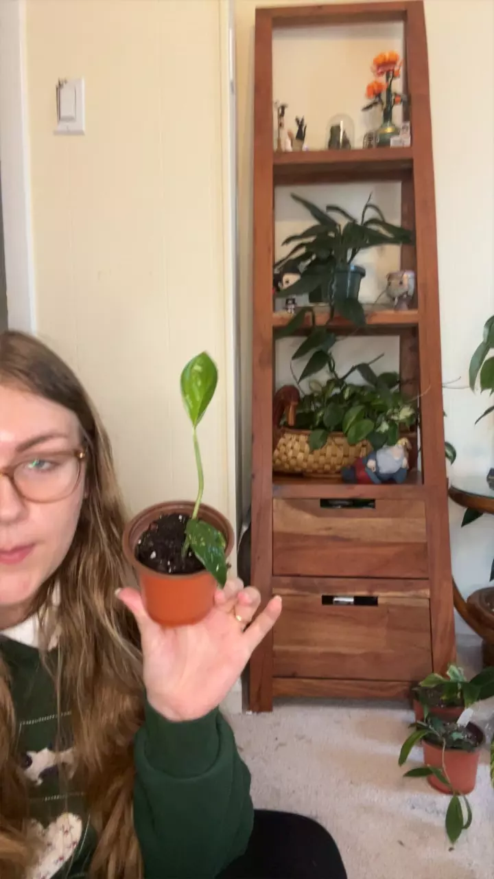 plant/Monstera Peru Top Cutting-0