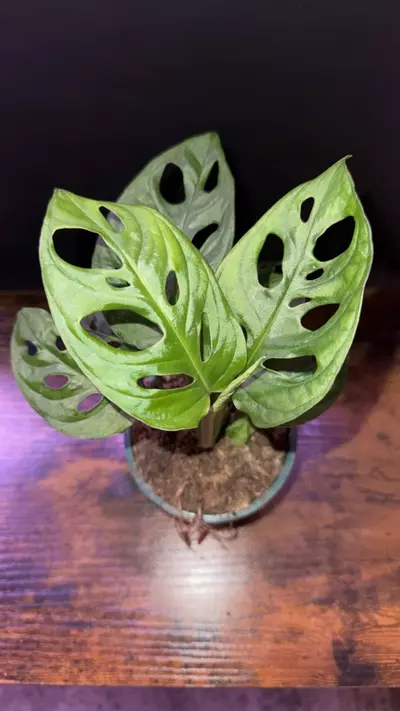 plant/Monstera adansonii 0399-0-thumbnail