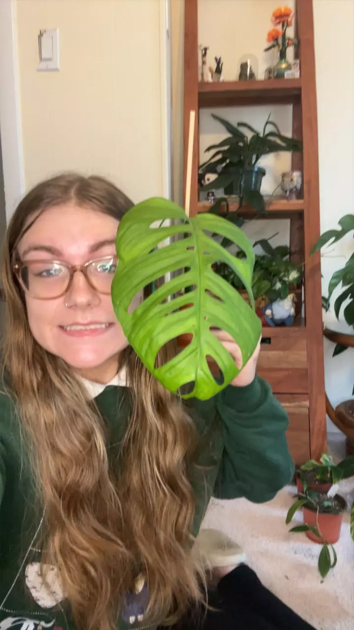 plant/Monstera Esqueleto Top Cut-0