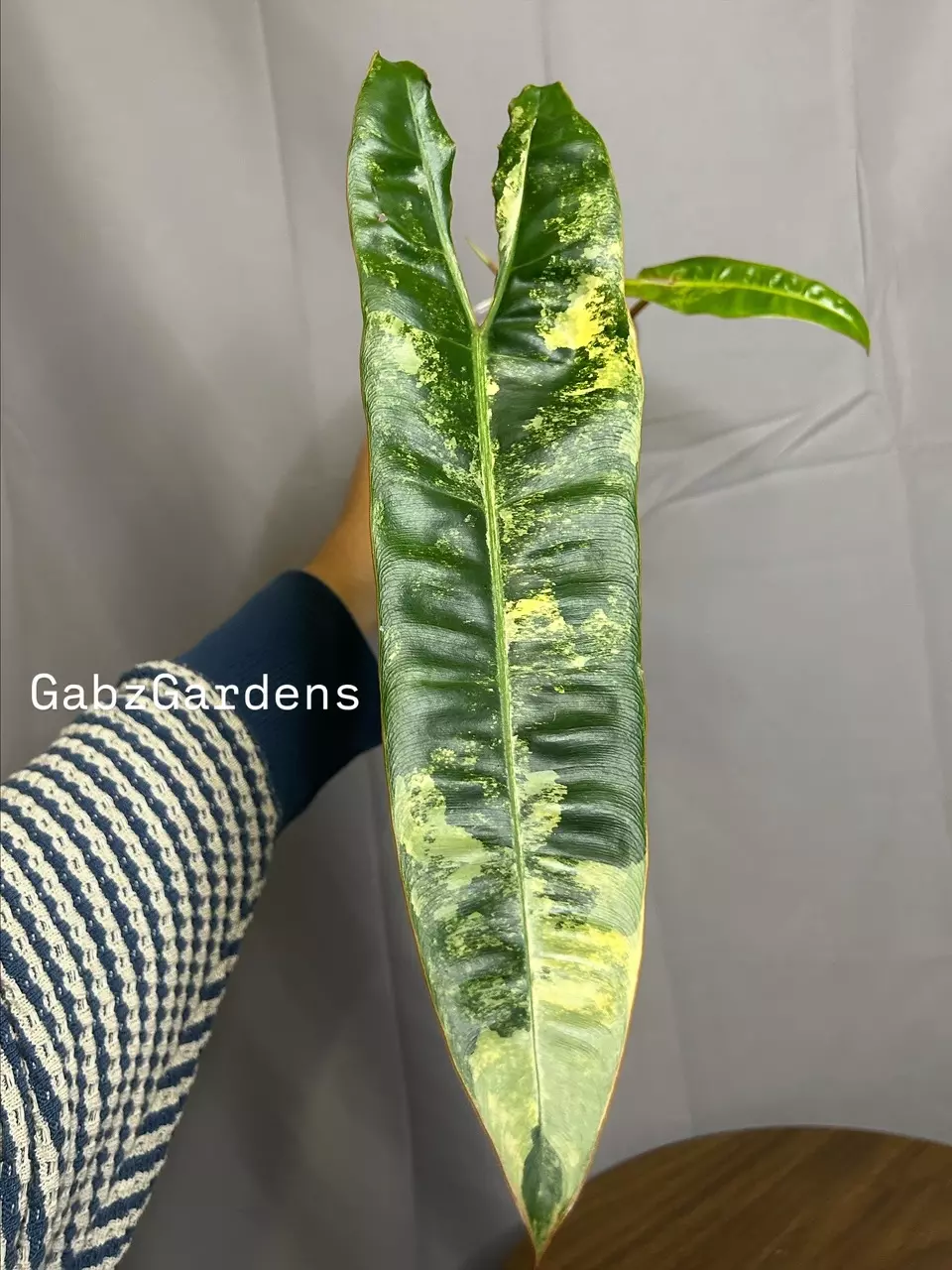 plant/Variegated Billie-0