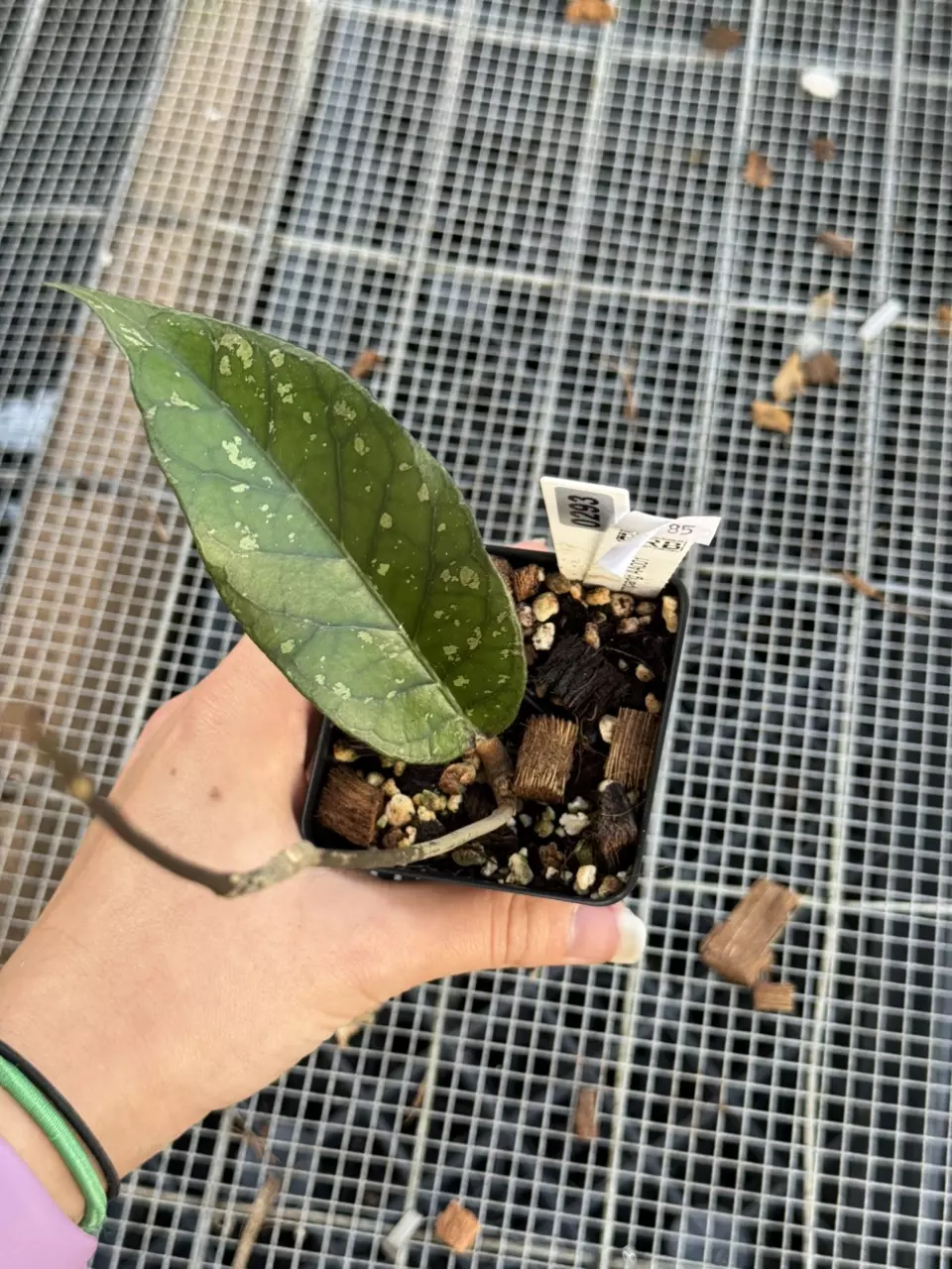 plant/0293 sp. aceh Gumpang AA001-0