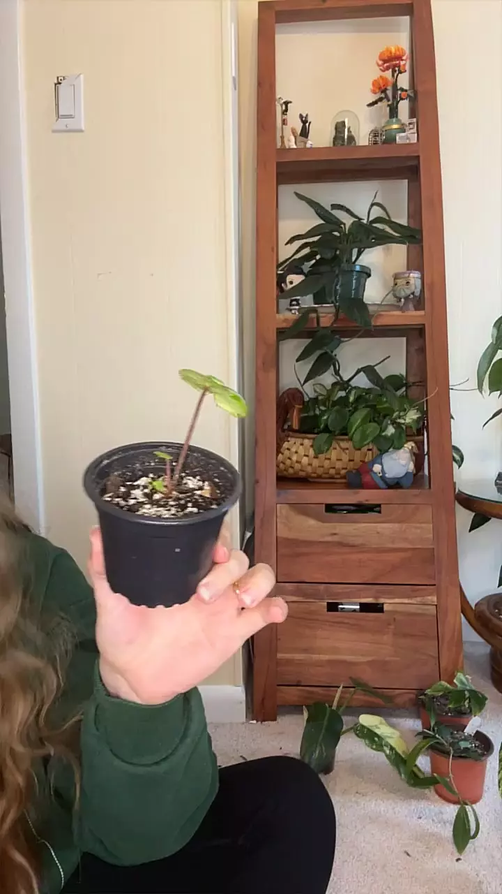 plant/Pepperonis Watermelonia-0