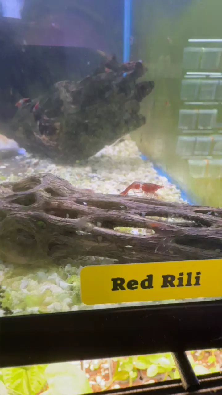 plant/red rili shrimp 20-0