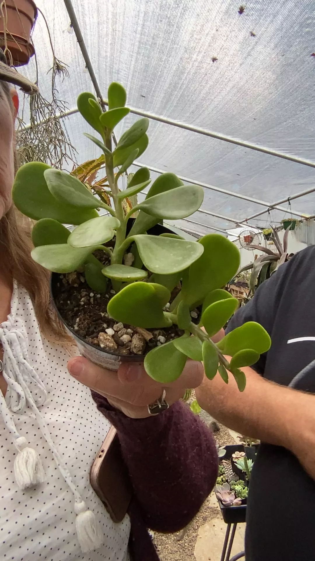 plant/trailing jade-0