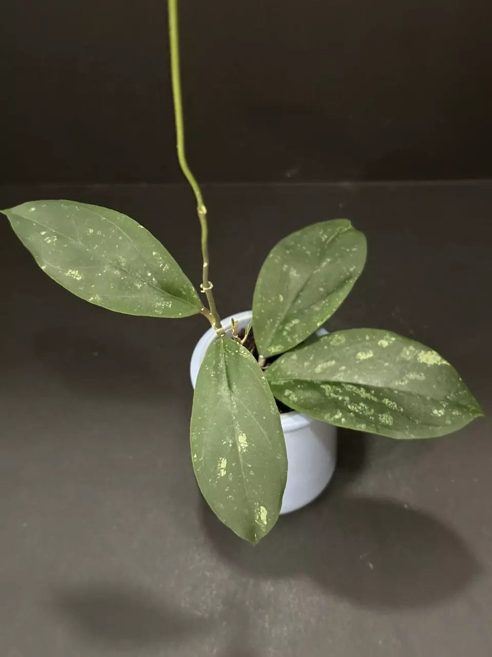 plant/1675 Hoya GEH2302-17 ('Swiffer's Dream' x 'Chicken Farm')-0