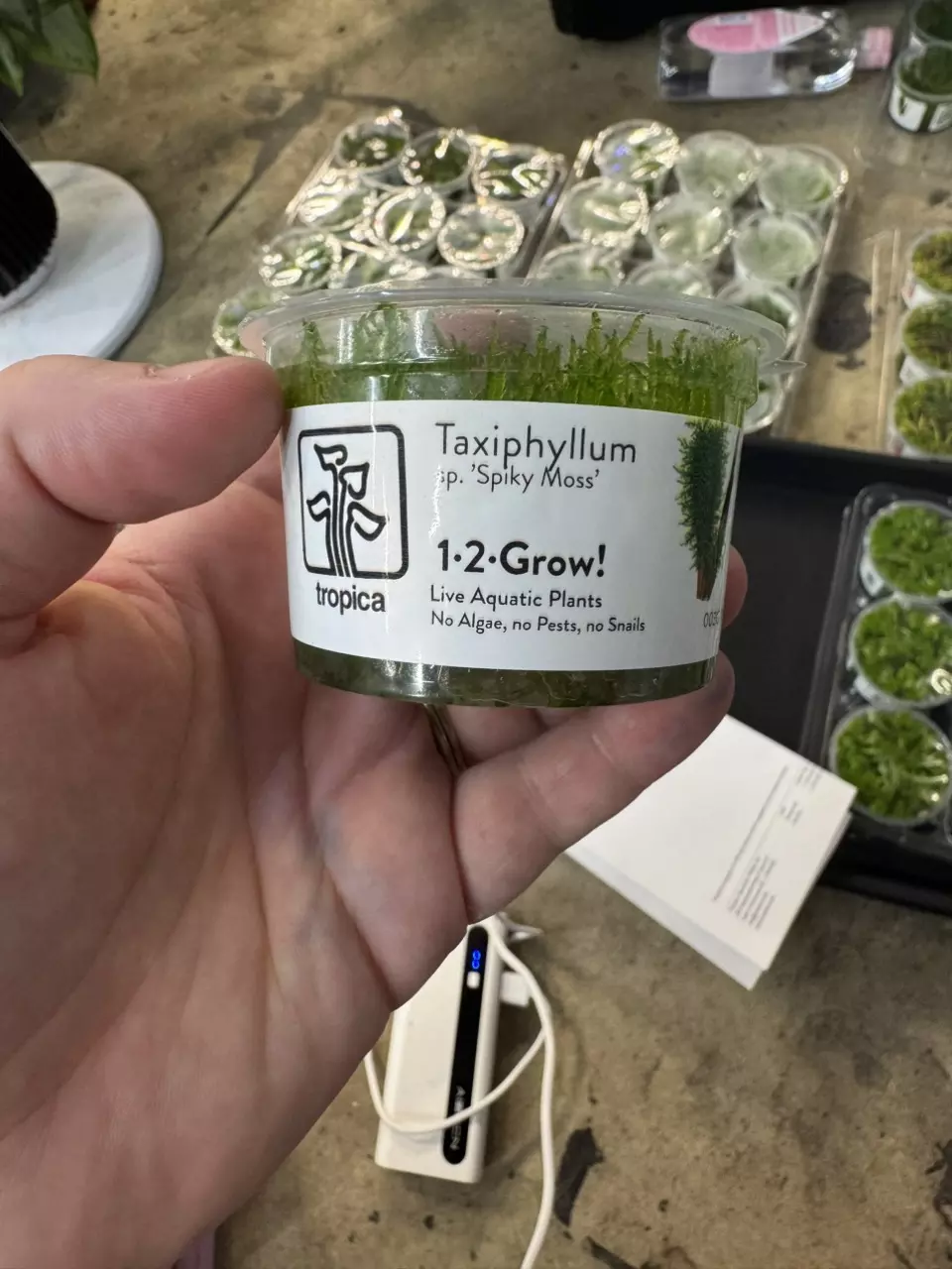 plant/Taxiphyllum spiky moss TC-0