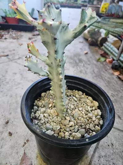 plant/ghost euphorbia-0-thumbnail