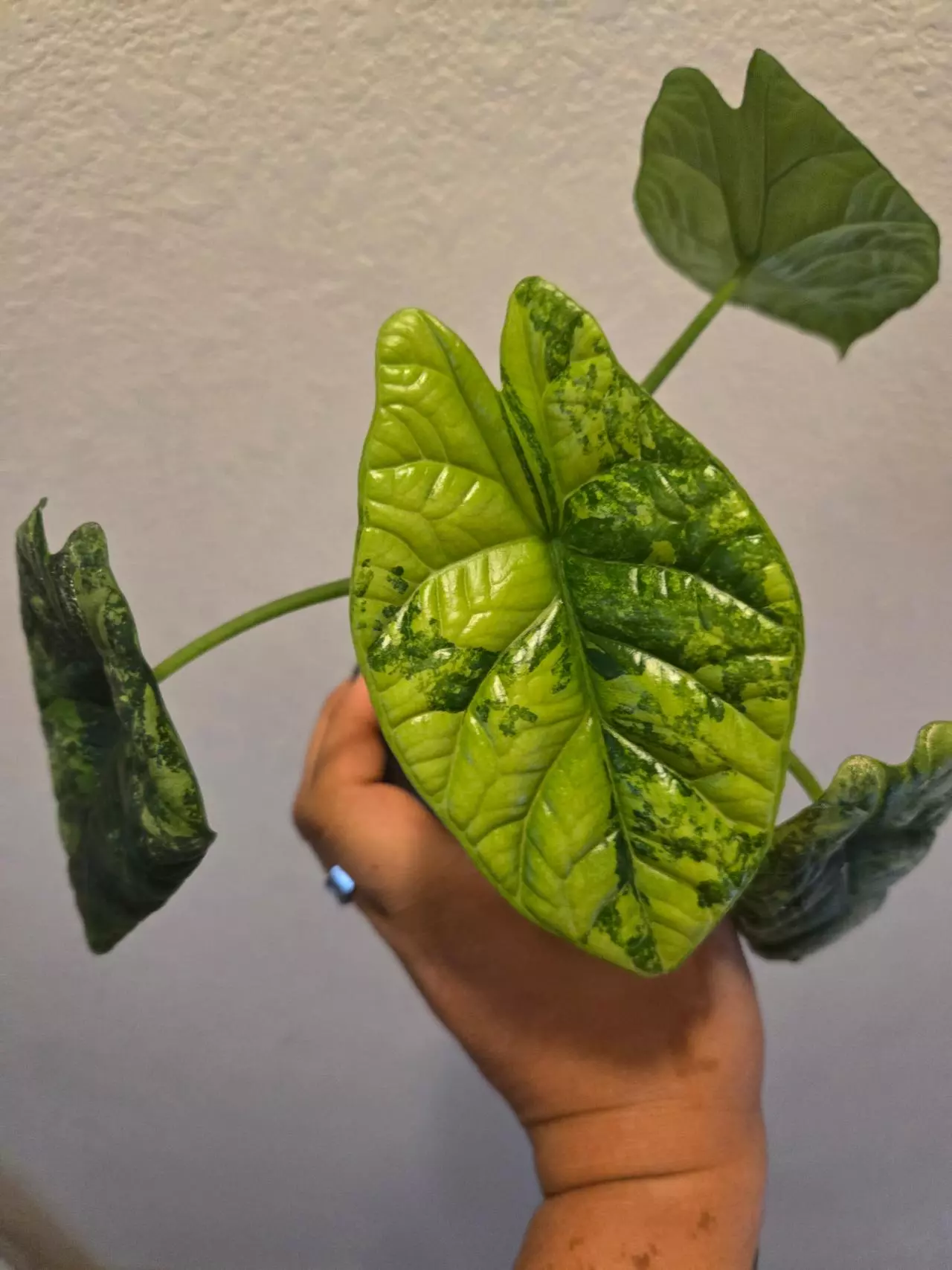 plant/alocasia sinuata variegated corm-0