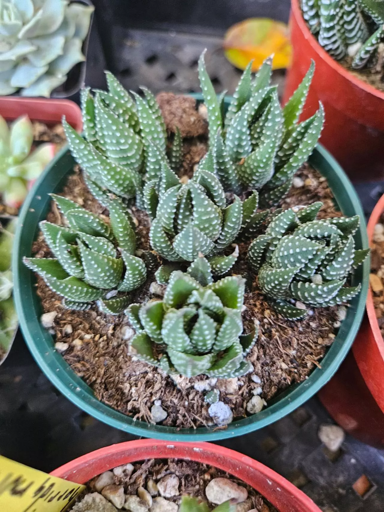 plant/haworthia clusters-0