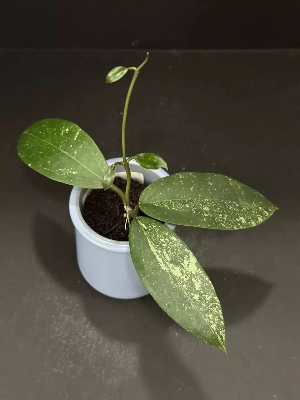 plant/1916 Hoya GEH2403-2 (RHM2201 x 'Chicken Farm')-0