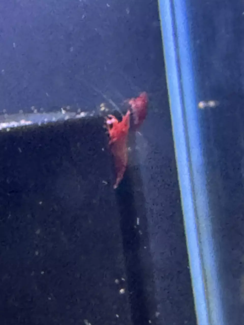 plant/10 pack fire red cherry shrimp-0