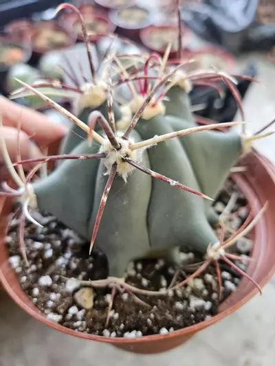 plant/devil's tongue ferocactus-0-thumbnail