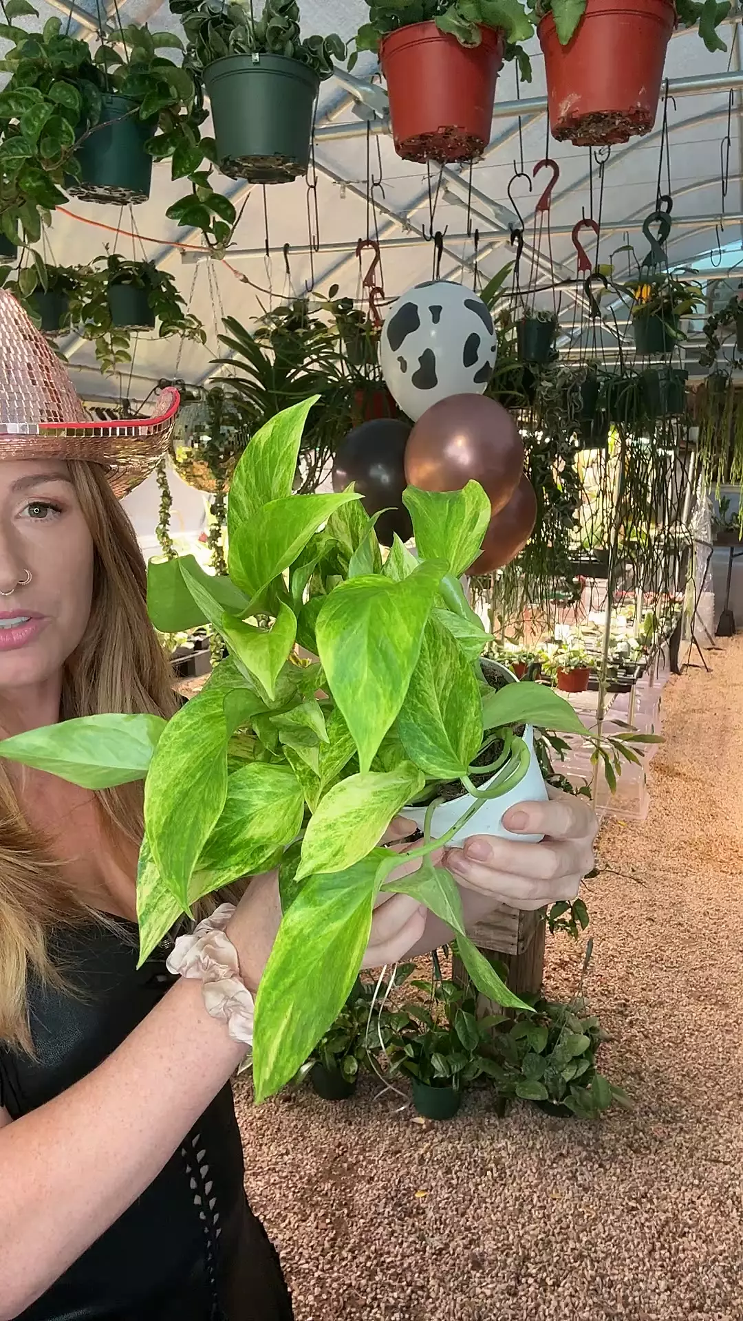 plant/4” Neon Queen Pothos (lovers choice)-0